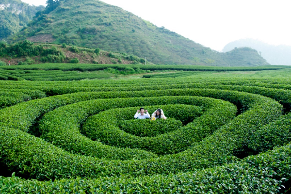 moc chau plateau an impressive destination in the northwest region