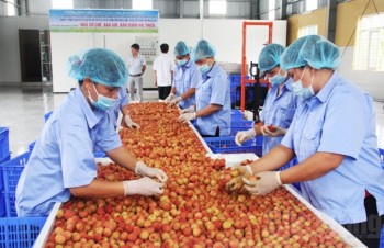 Vietnamese lychees welcomed in Malaysia