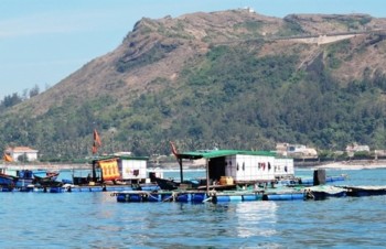 Funds allocated to preserve Ly Son Marine Protected Area