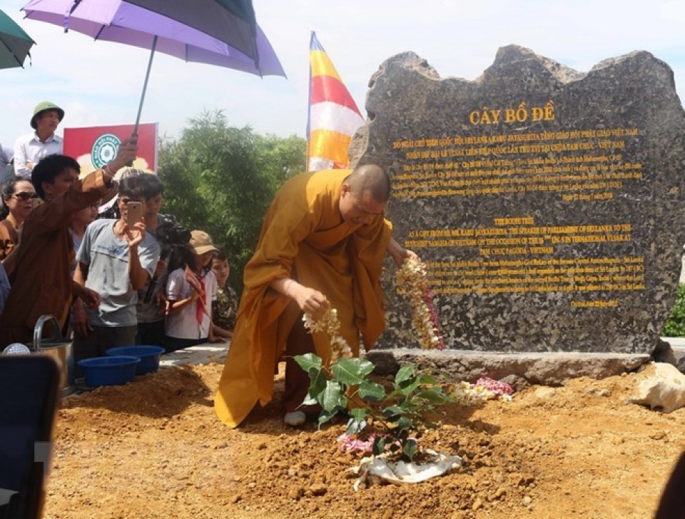 sri lankas bodhi tree planted at tam chuc pagoda