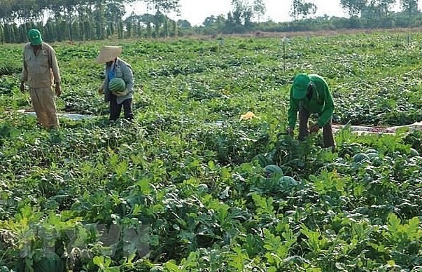 Seeds for seedless watermelons exported to Japan