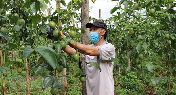 Vietnam pilots exporting passion fruits to China