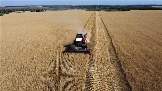 Thu hoạch lúa mì trên cánh đồng gần Kramatosk thuộc vùng Donetsk Oblast, Ukraine, ngày 7/7/2022. Ảnh: AFP