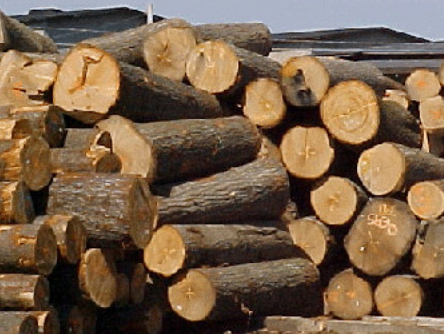 Mỹ, Trung Quốc vượt Lào về gỗ xuất khẩu vào Việt Nam
