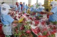 cashew exports in eight months fetch 22 billion usd