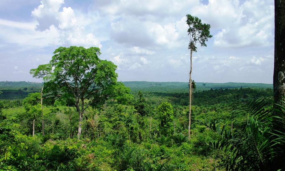 australia helps vietnam with sustainable forest management