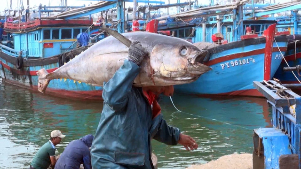 tuna exports likely to hit 500 million usd in 2018