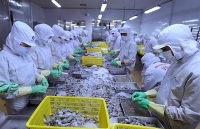 Shrimp exports expected to pick up in second half