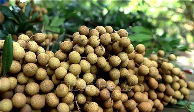 vietnam steps up work to help longan enter australian market