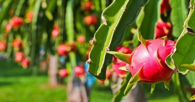 Measures sought to boost export of dragon fruit to India, Pakistan