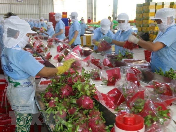 Tien Giang's dragon fruit (Photo: VNA)