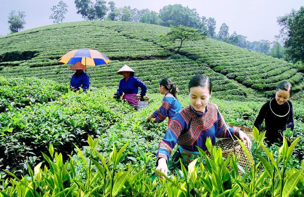 Vietnam’s tea exports to Australia surge