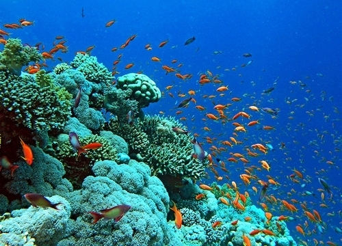 Cuối thế kỷ này, 95% bề mặt đại dương trở nên không thể sinh sống được