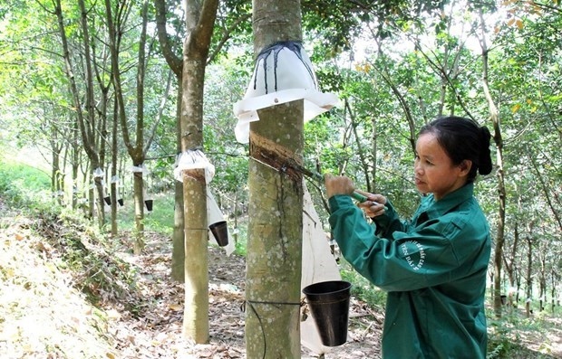 Rubber exports enjoy growth during January-July