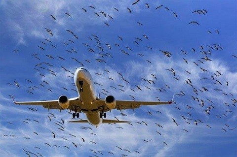 Chuyên gia Nga phát triển hệ thống mới để đuổi chim sân bay