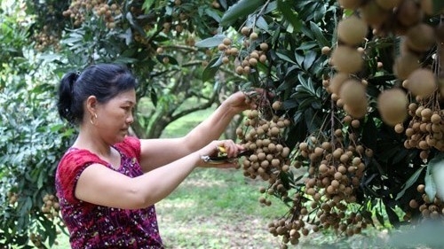 Hoa Binh province’s longan exported to EU