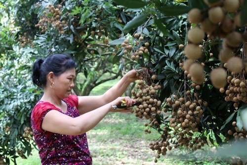 Hoa Binh province’s longan exported to EU