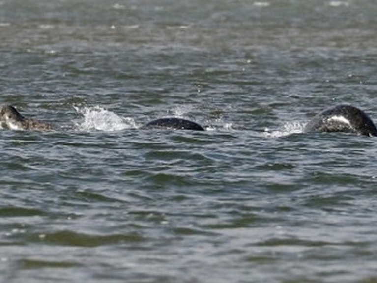 Chụp được ảnh quái vật hồ Loch Ness?