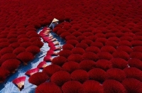 photograph of vietnamese fish seller wins grand prize at smithsonian contest