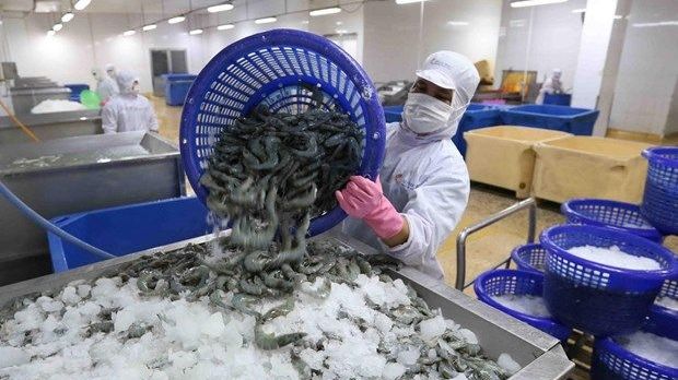 Vietnam’s shrimp export to RoK sees positive growth