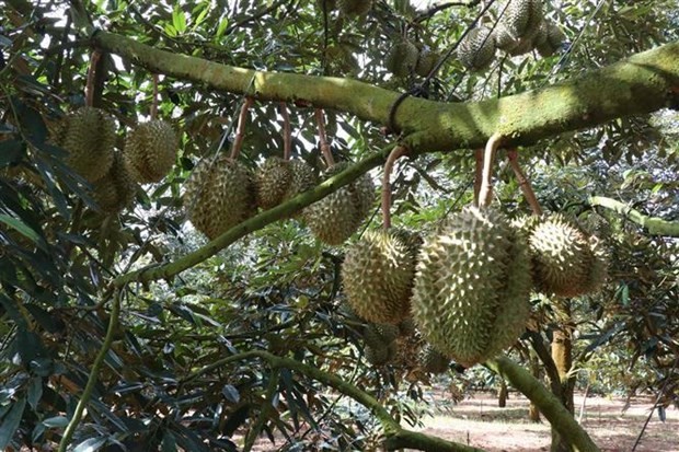 51 PUCs in Vietnam eligible for shipment of durian to China