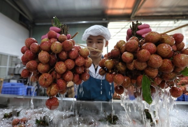 Bac Giang province collects nearly 6.8 trillion VND from lychee sales, support services