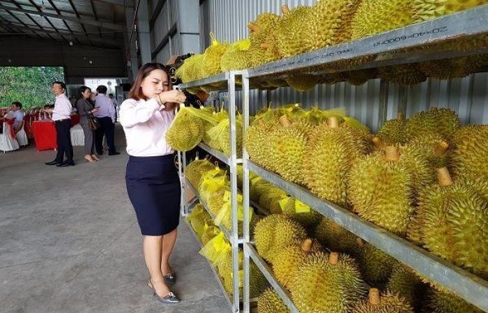 First approved batch of Vietnamese durians en route to China