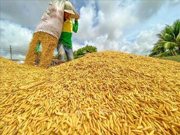 10,000 Mekong Delta households benefit from German-funded rice value chain project