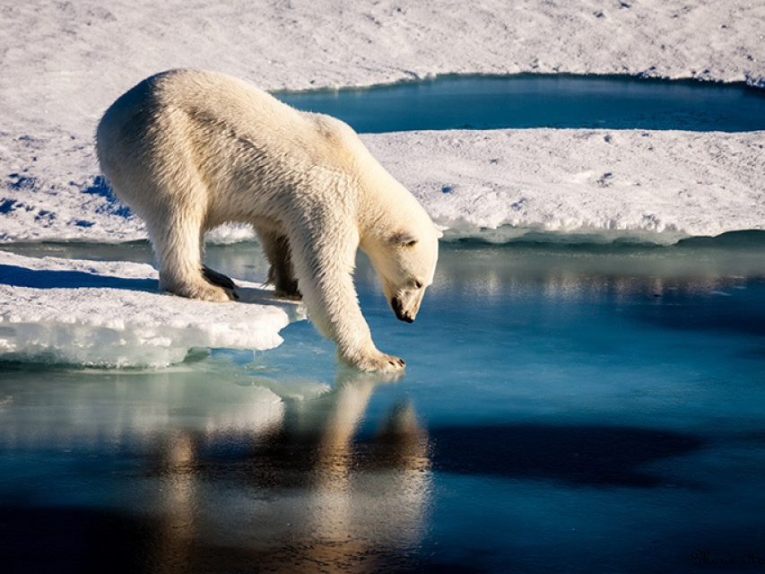 Gấu Bắc cực – nạn nhân trực tiếp của biến đổi khí hậu