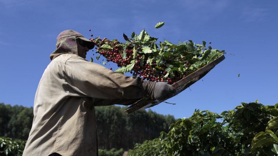 Biến đổi khí hậu đang hủy hoại ngành trồng cà phê của Brazil