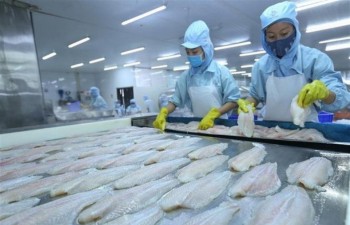 Tra fish exports to US enjoy strong surge