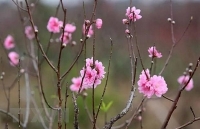 art programmes to welcome new year in ha noi