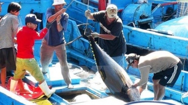 Tuna exports to Italy soar in September