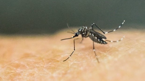 Phát hiện vi khuẩn có thể diệt loài muỗi vằn mang mầm bệnh sốt xuất huyết