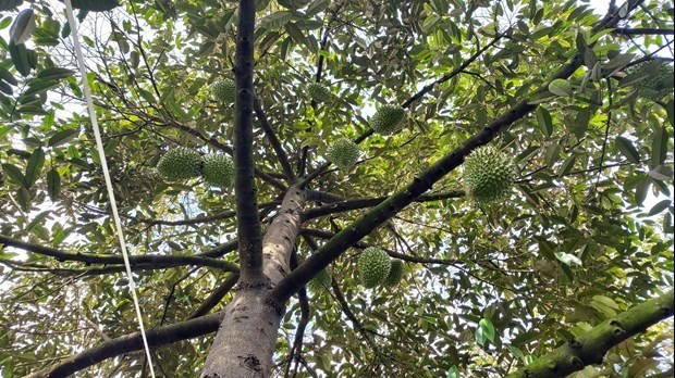 Can Tho to export first batch of durians to China next year