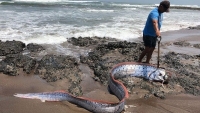 Loài cá mang 'điềm xấu' được tìm thấy ở vùng biển Mexico