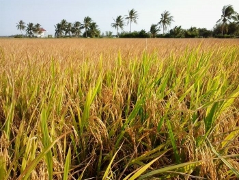 Agricultural sector gains trade surplus of 8.8 bln USD in 11 months