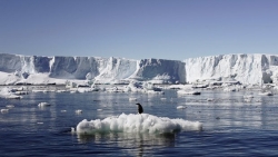 Tình trạng Bắc Cực ấm lên gây lo ngại cho các nhà khoa học