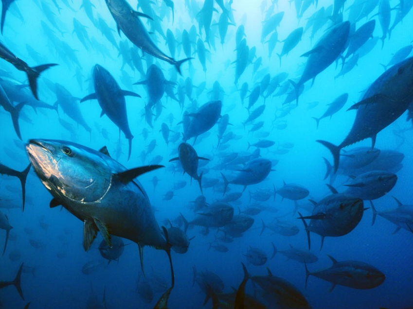 Biến đổi khí hậu có thể tàn phá nghề cá toàn cầu