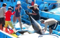 Sharp rise in tuna exports to Israel