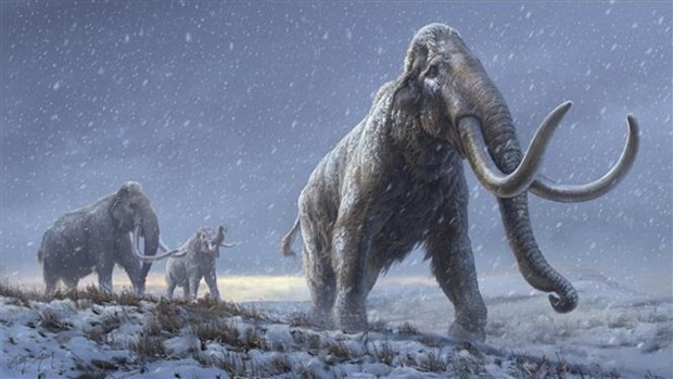 Phát hiện hóa thạch voi ma mút khổng lồ 10.000 năm tuổi