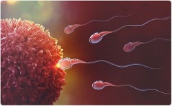 Covid-19 ảnh hưởng như thế nào đến hệ sinh sản của nam giới?