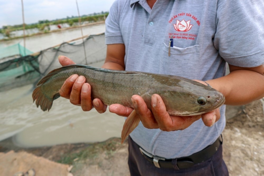 Technical support personnel are stationed at the pond to assist farmers in feeling confident in the stocking.