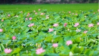 Vietnam’s tourism recovery strongly after pandemic