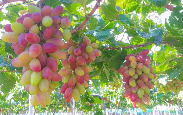 Ninh Thuan grape and wine festival 2023 slated from June 13-18