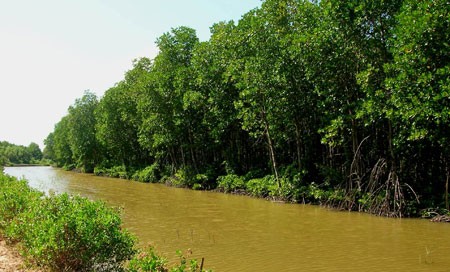 Rừng đước phát triển tươi tốt trong Khu Bảo tồn rừng ngập mặn Thạnh Phú.(Nguồn: biengioibienbentre.vn)