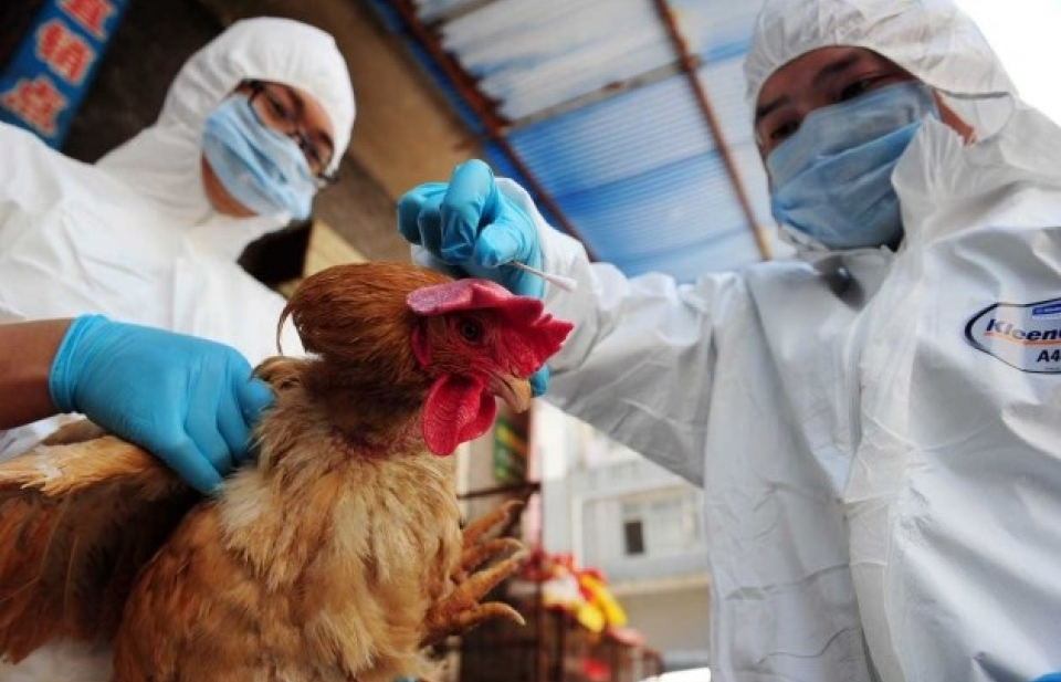 Phát hiện một số thay đổi về độc lực của H7N9 đối với gia cầm