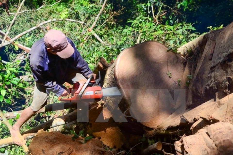 xu ly dut diemviec khai thac van chuyen go nghien tai ha giang