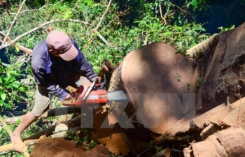 Xử lý dứt điểm việc khai thác vận chuyển gỗ nghiến tại Hà Giang