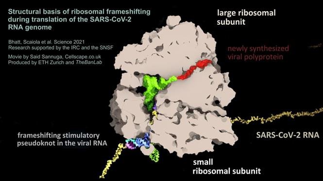 Giới khoa học Thụy Sĩ phát hiện điểm yếu của virus SARS-CoV-2 gây bệnh Covid-19, có thể phát thuốc kháng. (Nguồn: ETH Zurich/TTXVN)